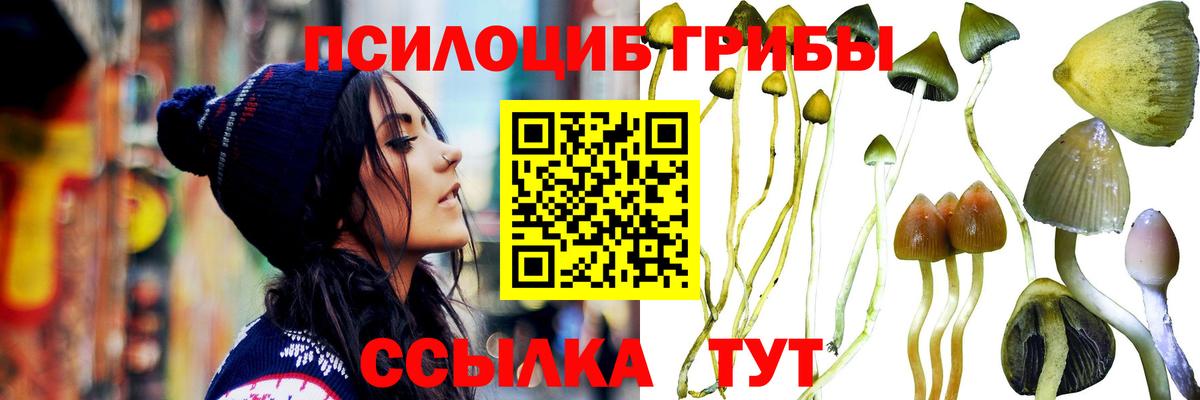 Псилоцибиновые грибы Cubensis Партизанск
